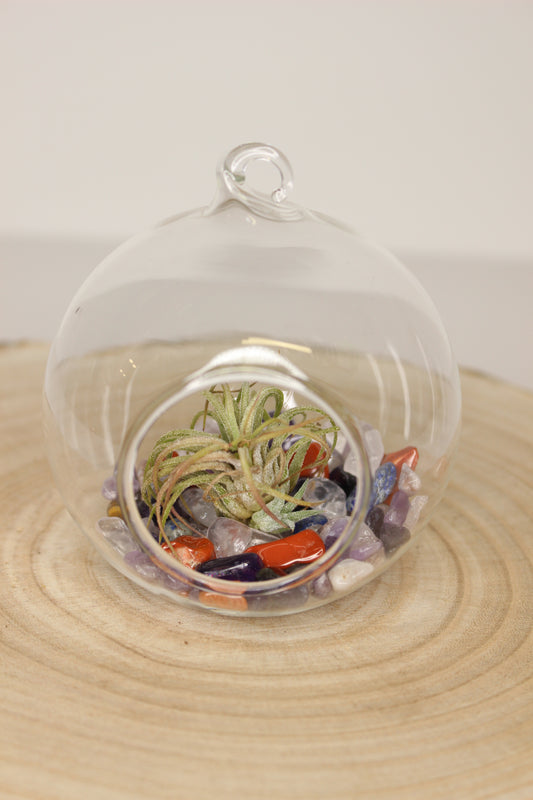 Tillandsia Terrario Minerales Colgante