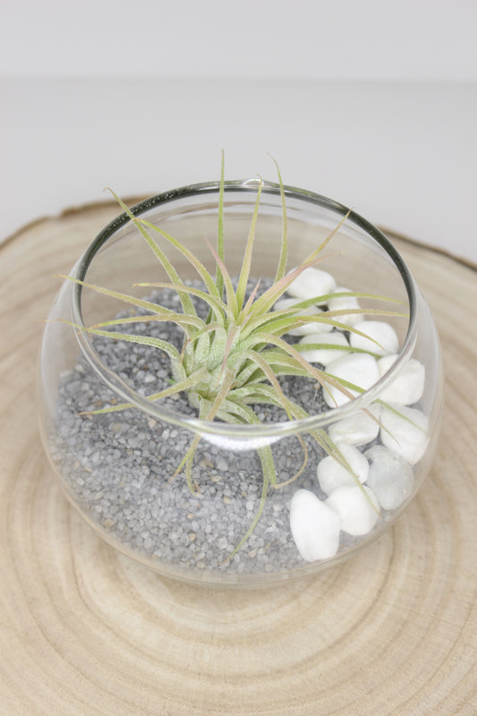 Tillandsia Terrario Cristal