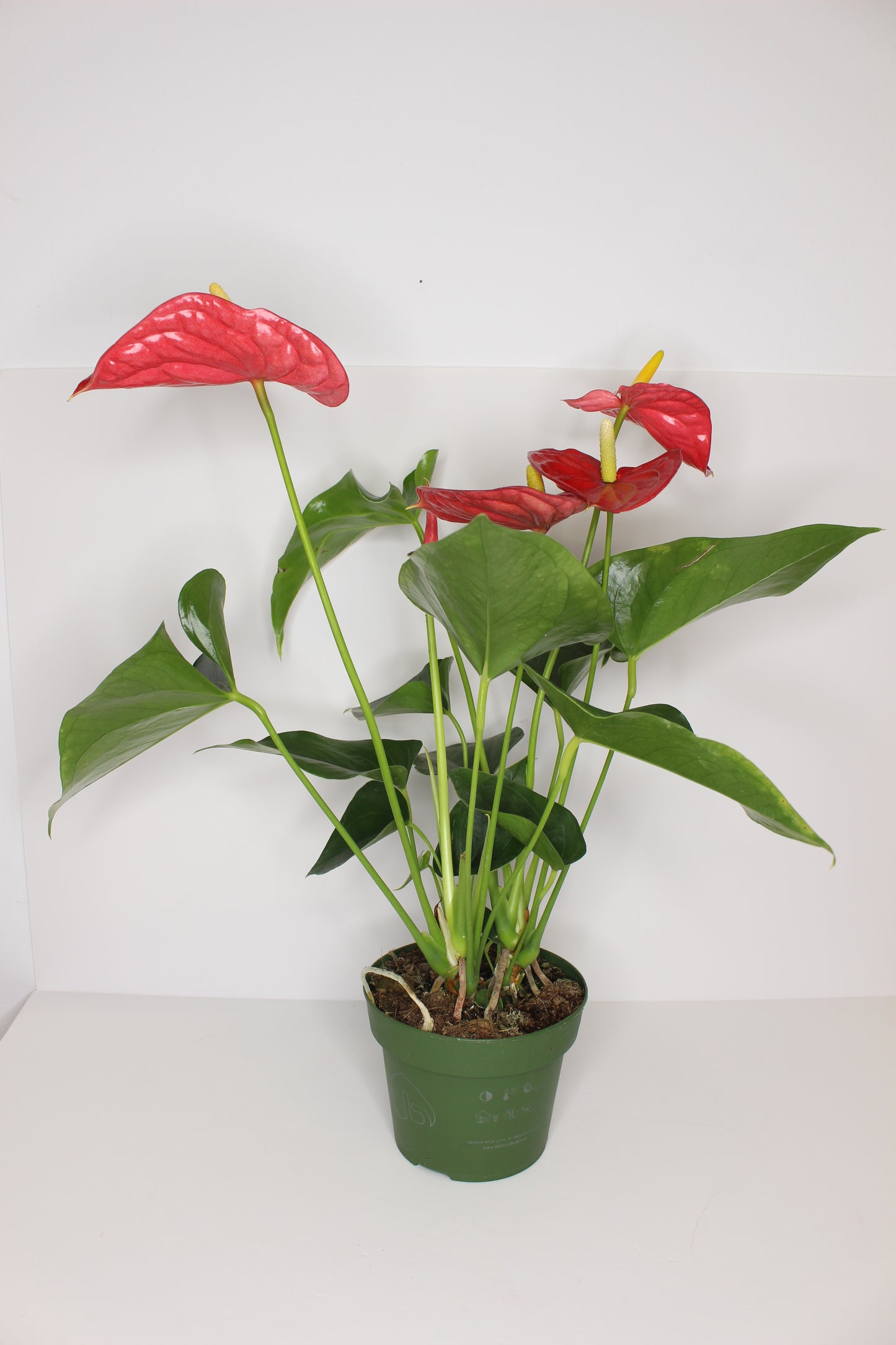 Anthurium Rojo