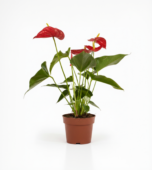 Anthurium Flor Roja M