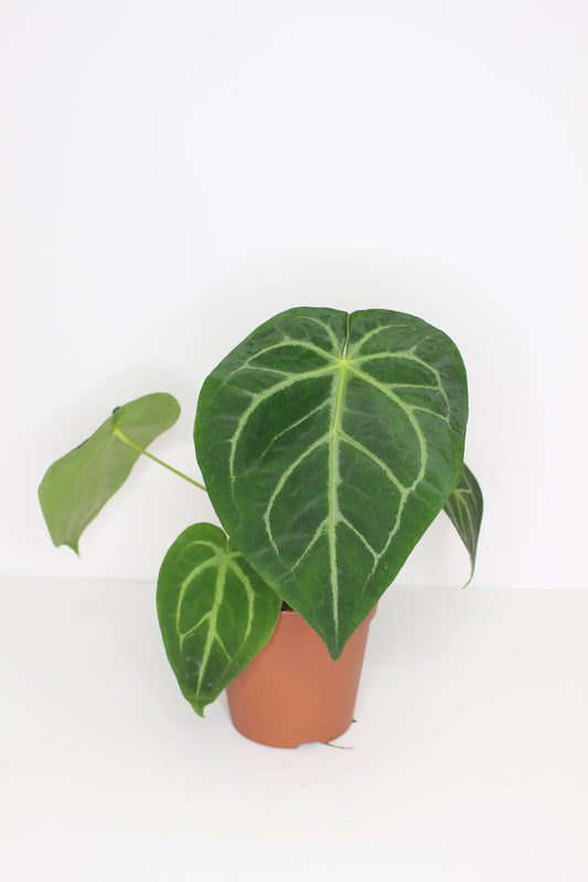 Anthurium crystalinum