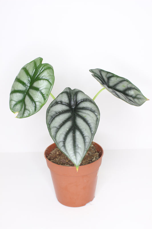 Alocasia Silver Dragon