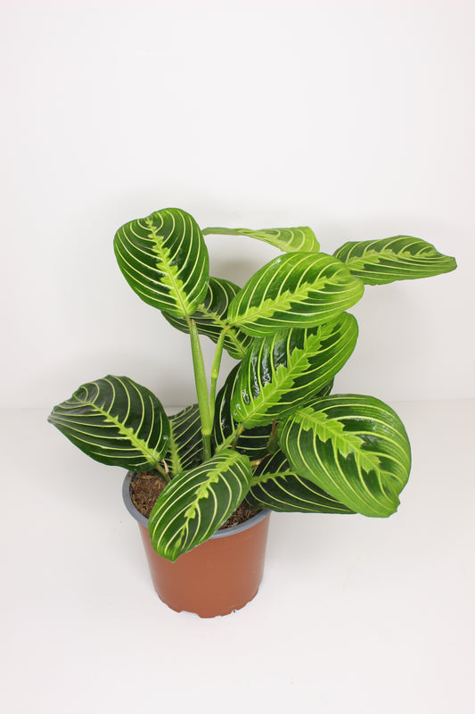 Maranta Leuconeura Lemon