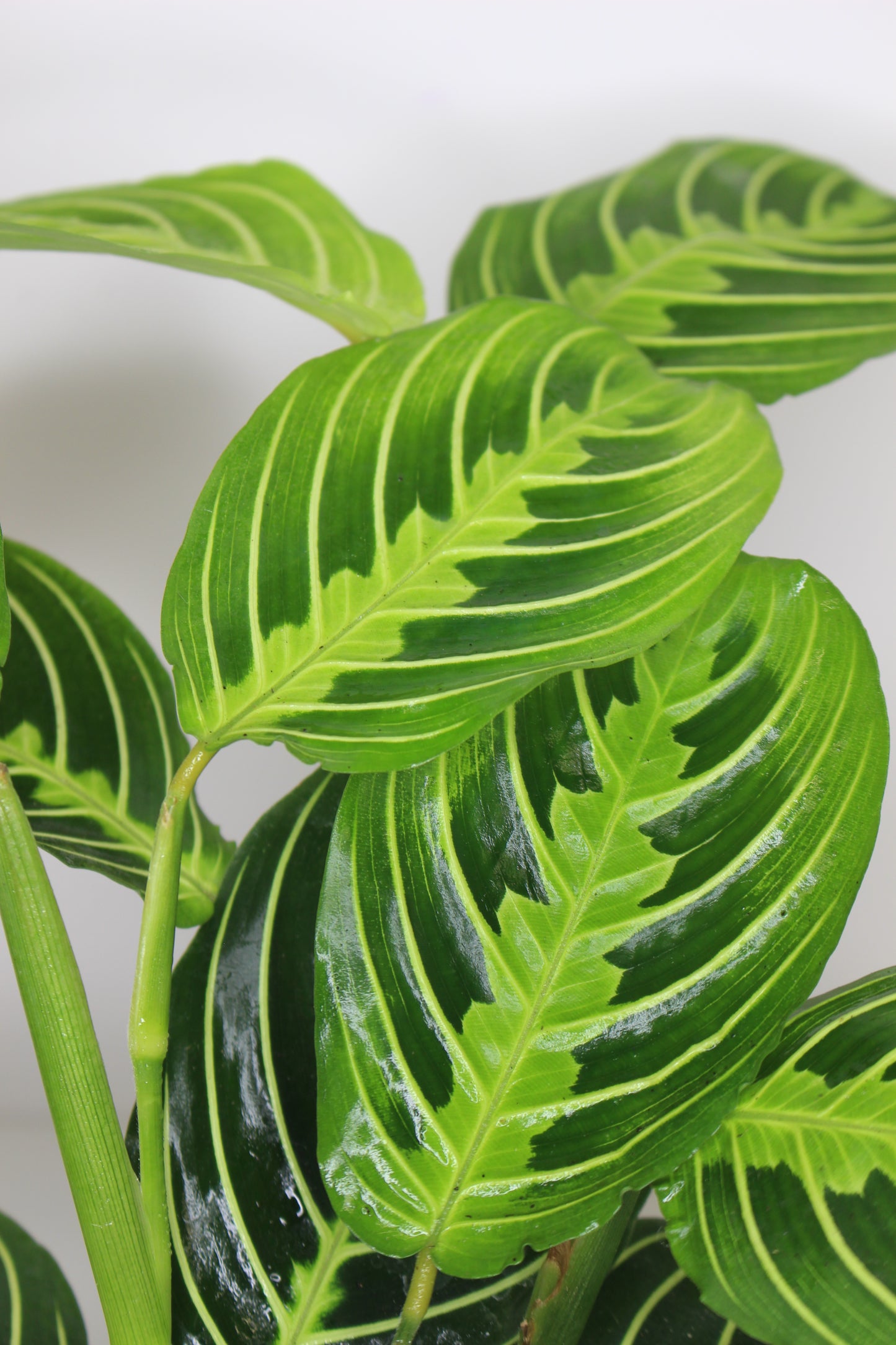 Maranta Leuconeura Lemon