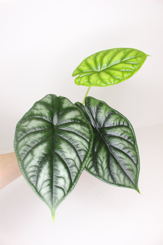 Alocasia Dragon Scale
