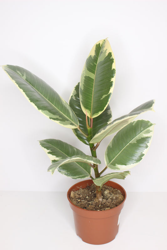 ficus tineke planta interior