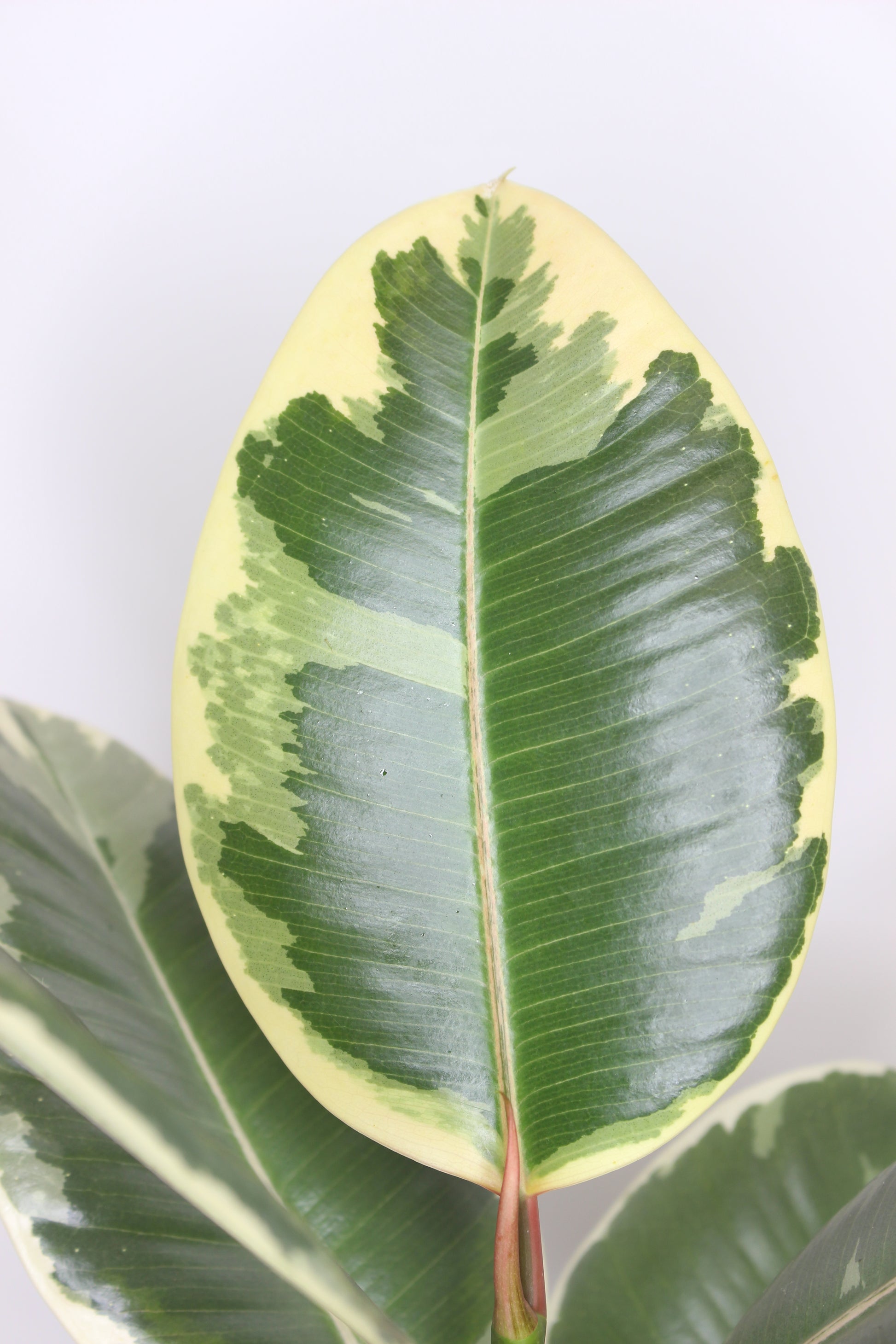 ficus tineke hojas decorativas