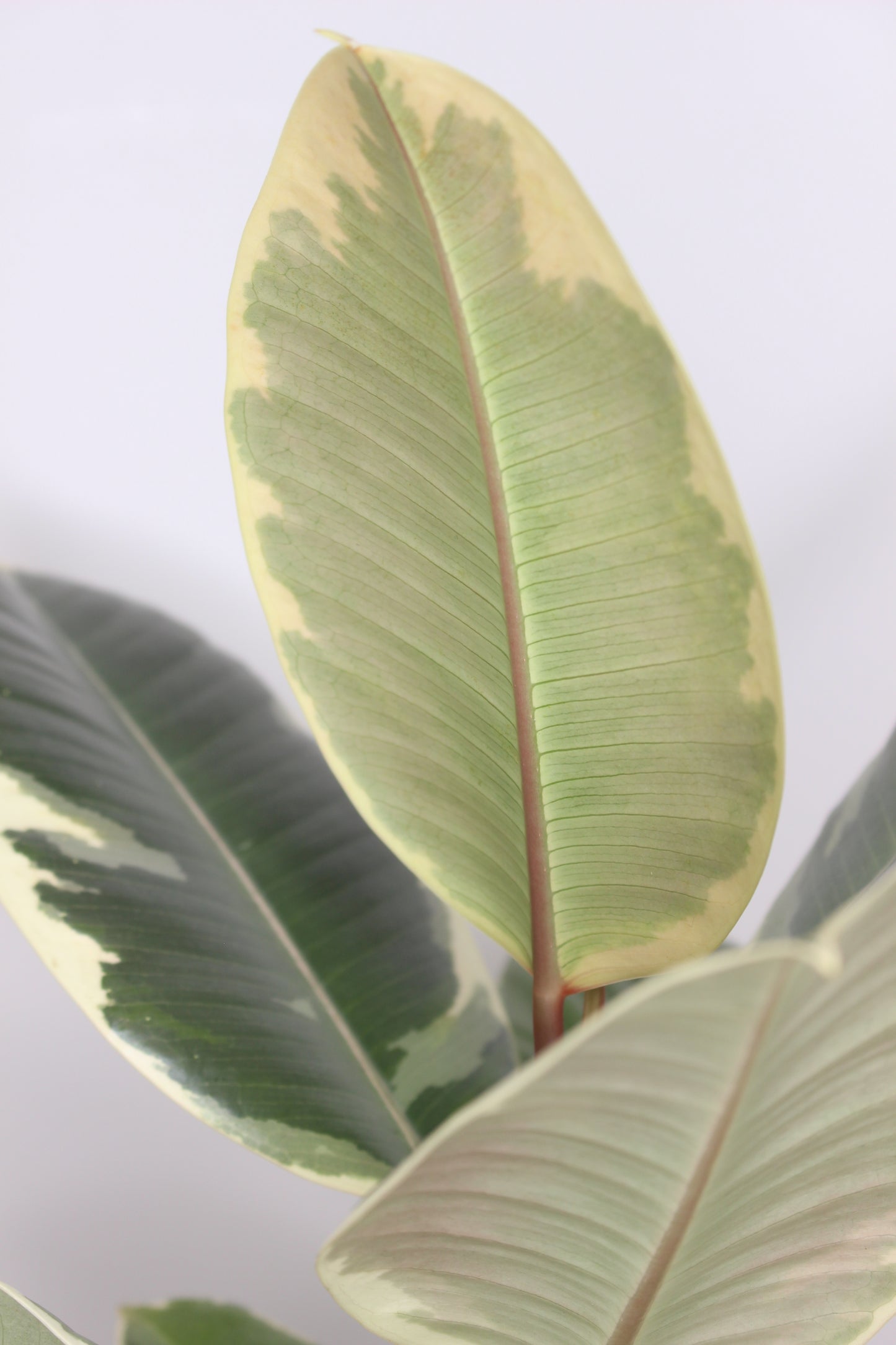 planta ficus tineke decorativa