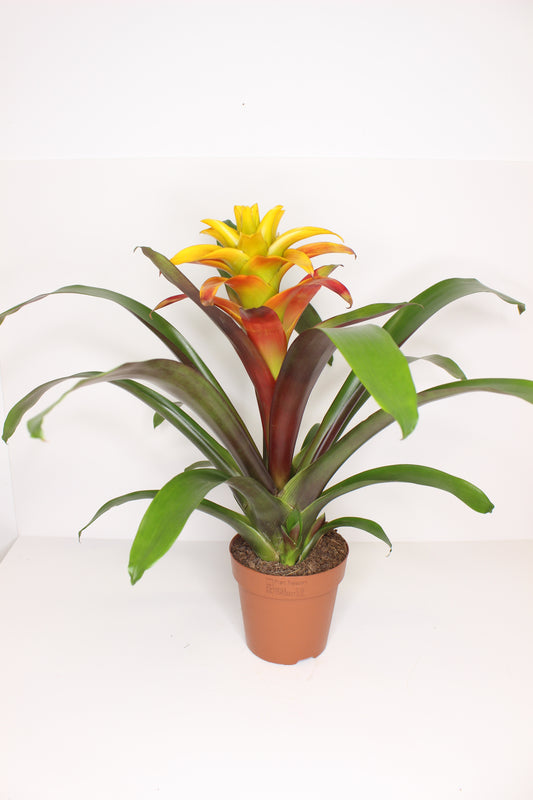Bromelia Guzmania Fiero Yellow