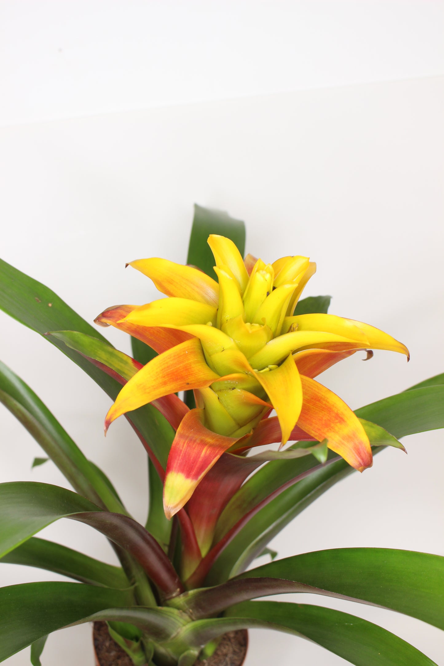 Bromelia Guzmania Fiero Yellow