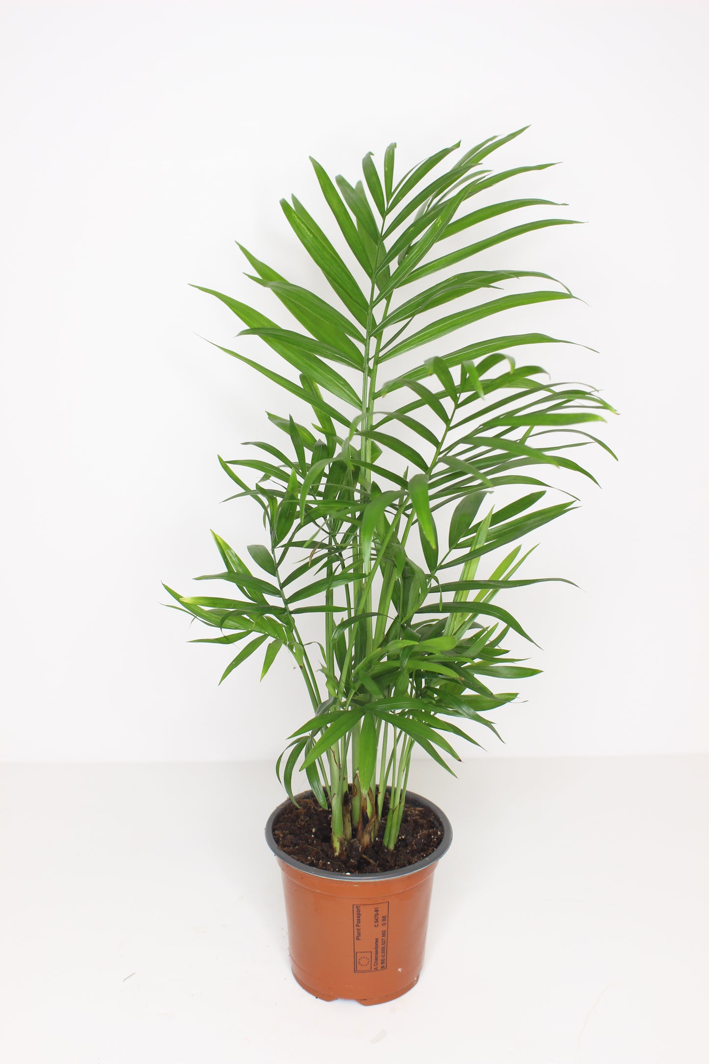 Chamadorea Elegans (palmerita de la suerte)