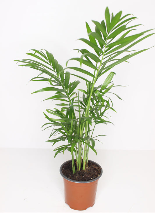 Chamadorea Elegans (palmerita de la suerte)