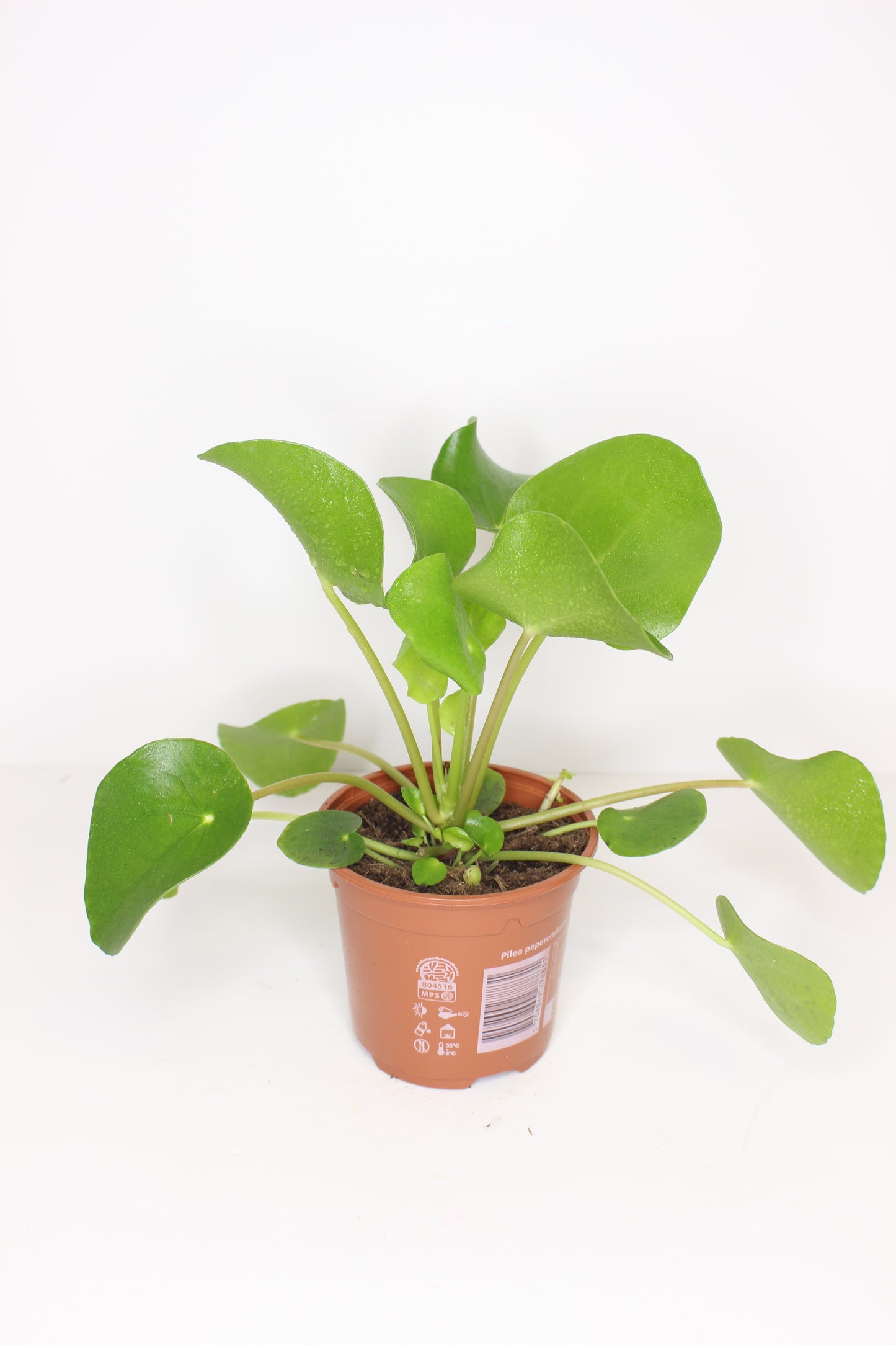 Pilea Peperomioides (plante à monnaie chinoise)