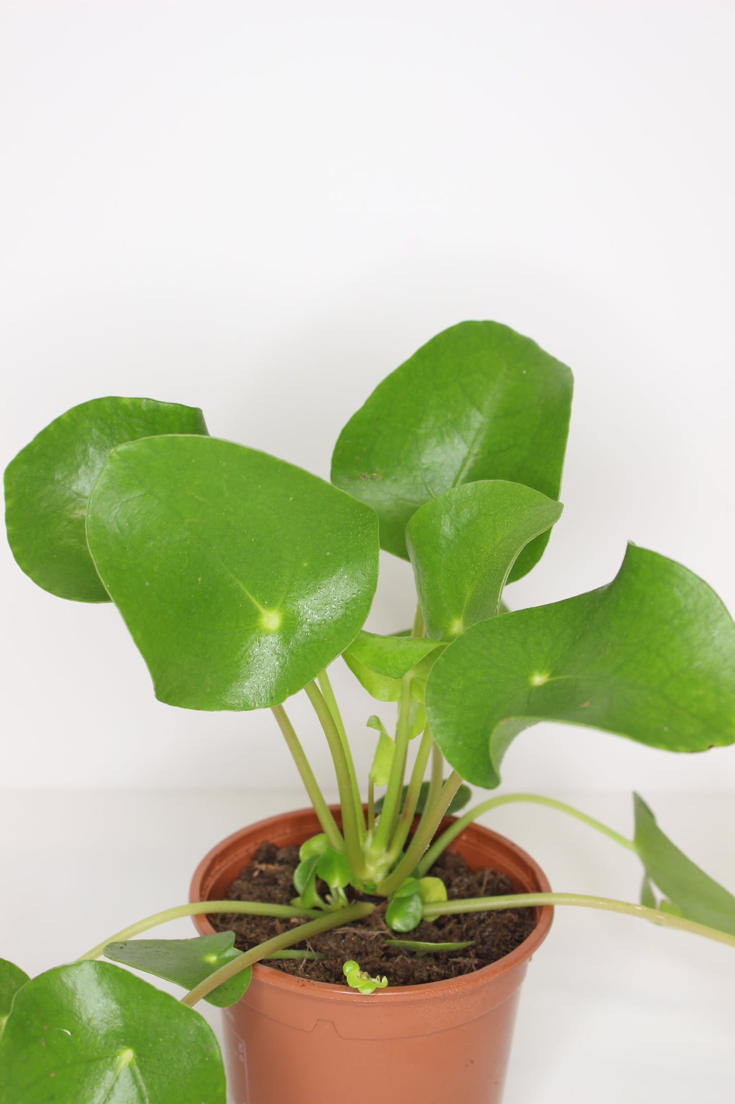 Pilea Peperomioides (plante à monnaie chinoise)