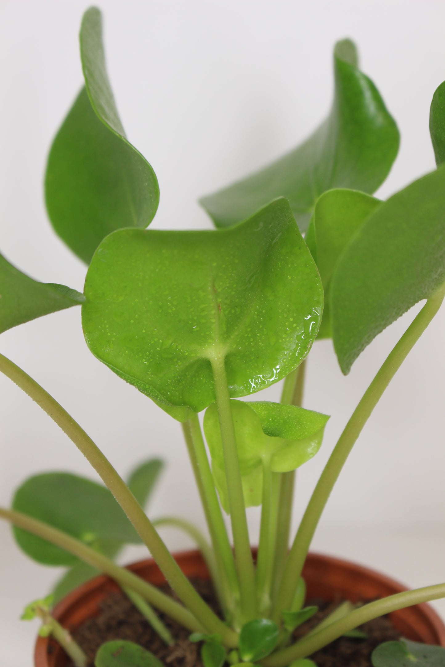 Pilea Peperomioides (plante à monnaie chinoise)