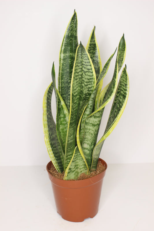 Sansevieria Trifasciata