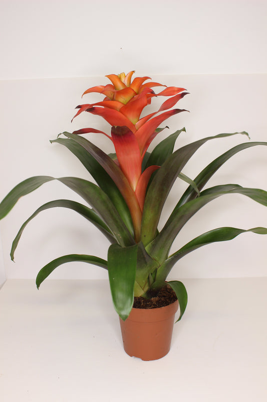 Bromelia Guzmania Naranja