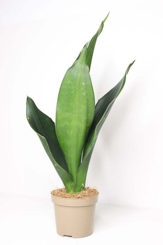 Sansevieria Trifasciata 'Black Diamond'