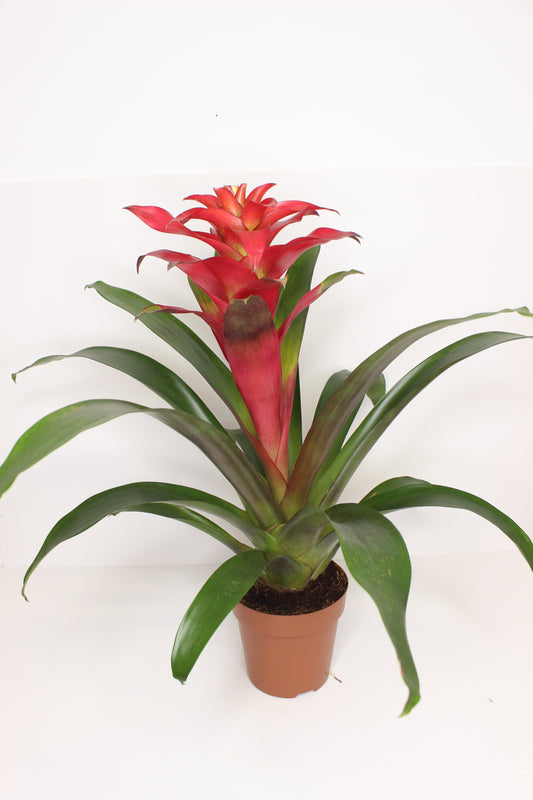 Bromelia Guzmania Roja