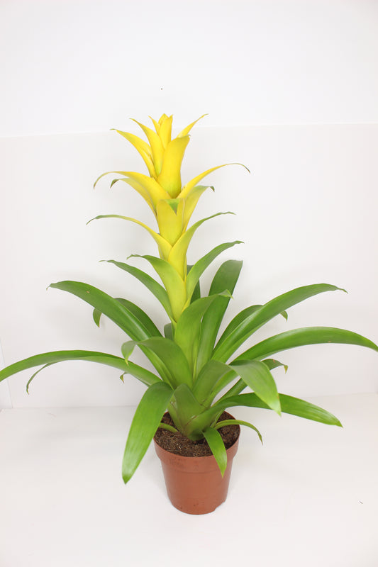 Bromelia Guzmania Amarilla