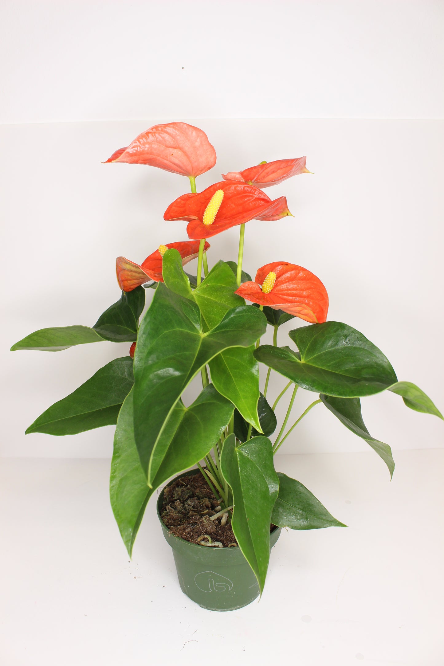 Anthurium Naranja