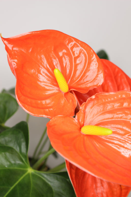 Anthurium Naranja