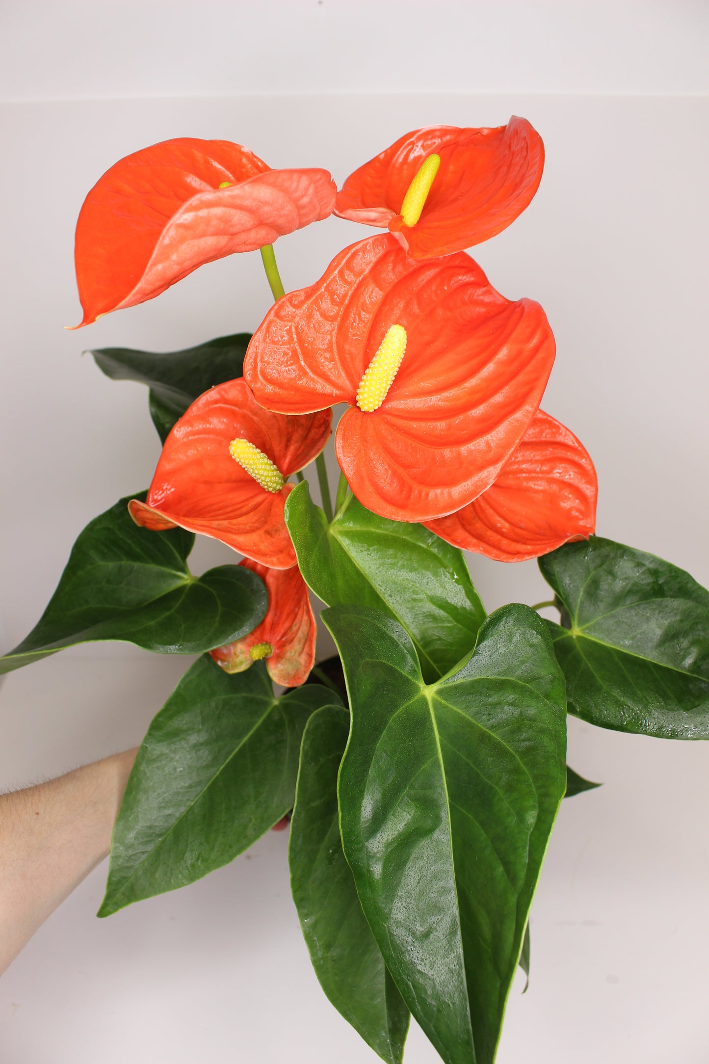 Anthurium Naranja