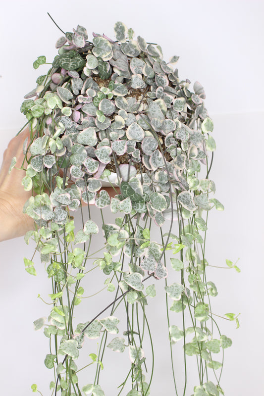 Ceropegia Woodi Variegata (cadena de corazones)