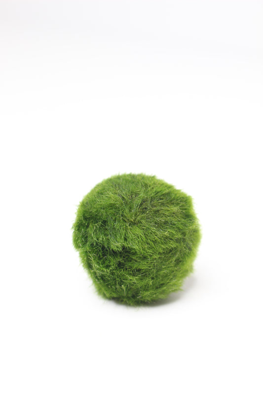Marimo Akan Terrario Acuático