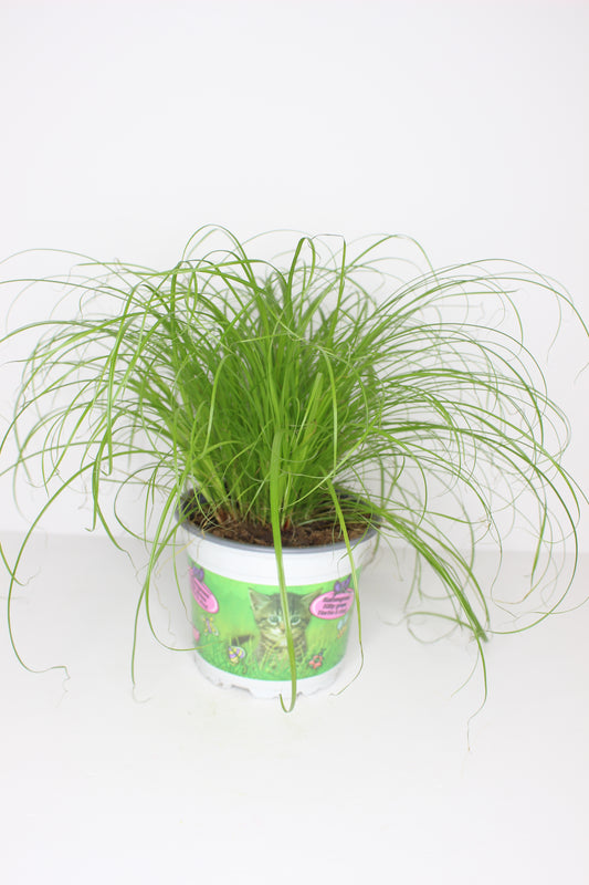 Cyperus Zumula Hierba para Gatos
