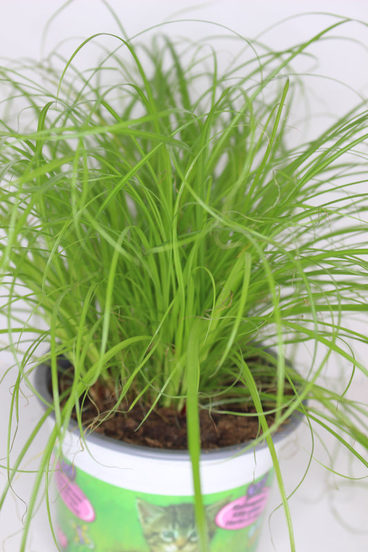 Cyperus Zumula Hierba para Gatos