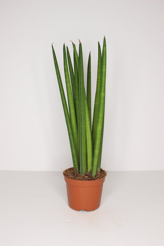 Sansevieria Cylindrica