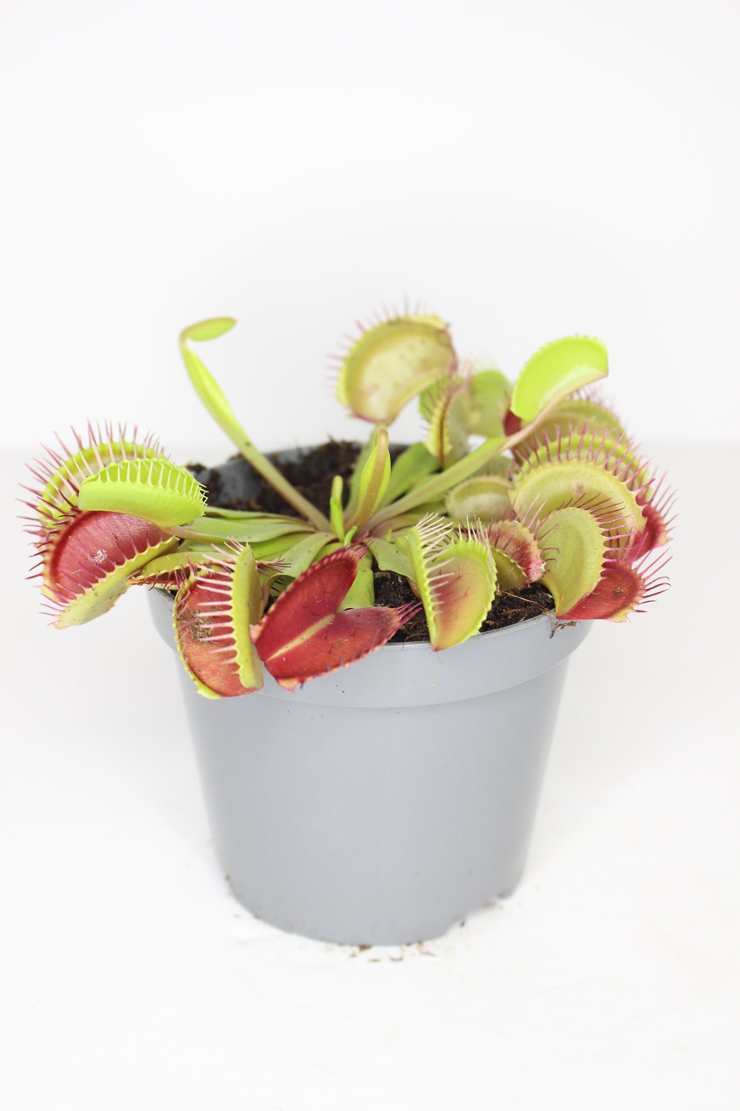 Dionaea Muscipula (Carnívora)