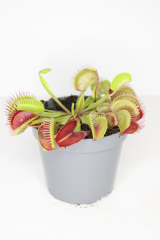 Dionaea Muscipula (Carnívora)