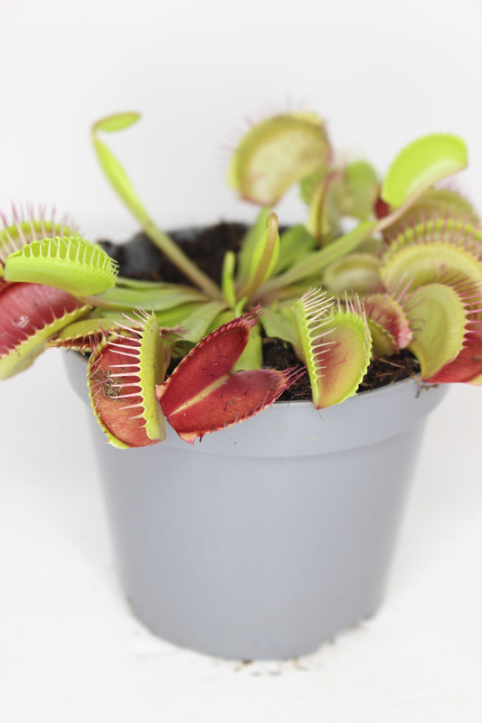 Dionaea Muscipula (Carnívora)