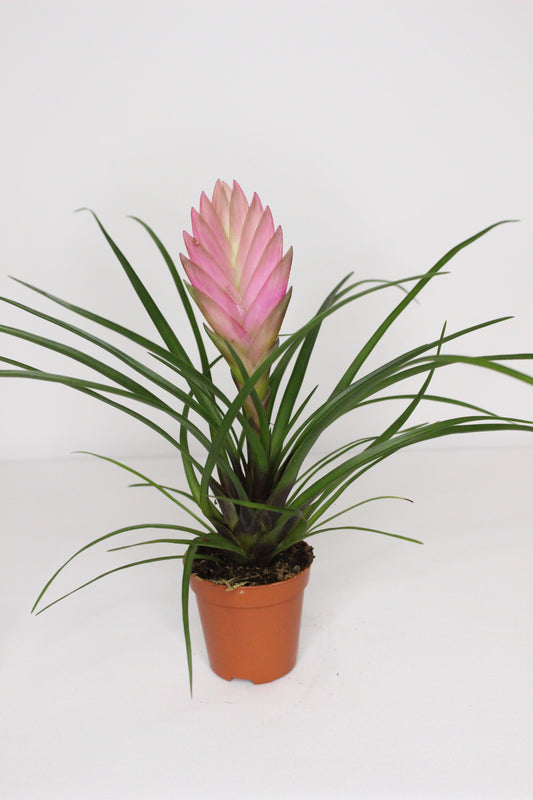 Tillandsia Cyanea Mini