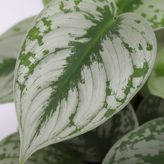 scindapsus pictus trebie