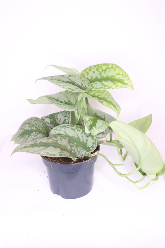 Scindapsus Pictus