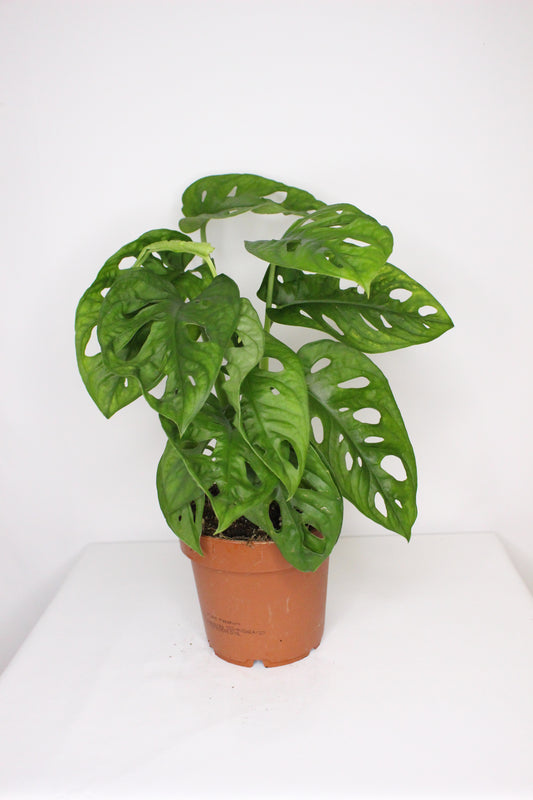 Monstera Adansonii