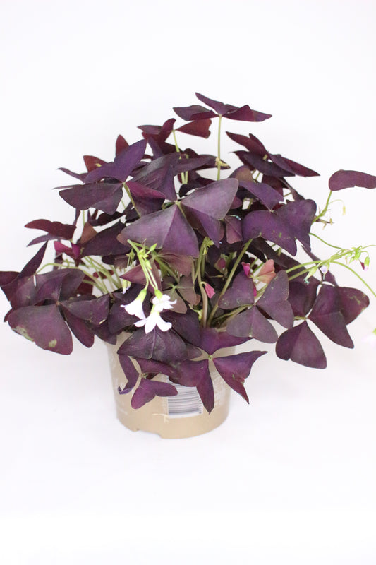Oxalis Triangularis
