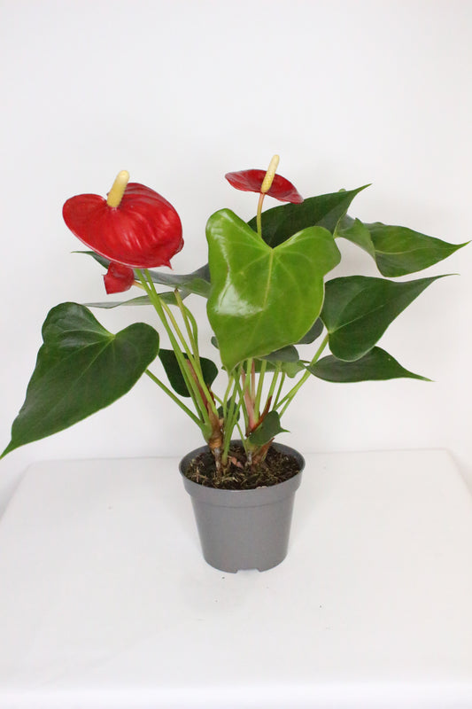 Anthurium Rojo Mini