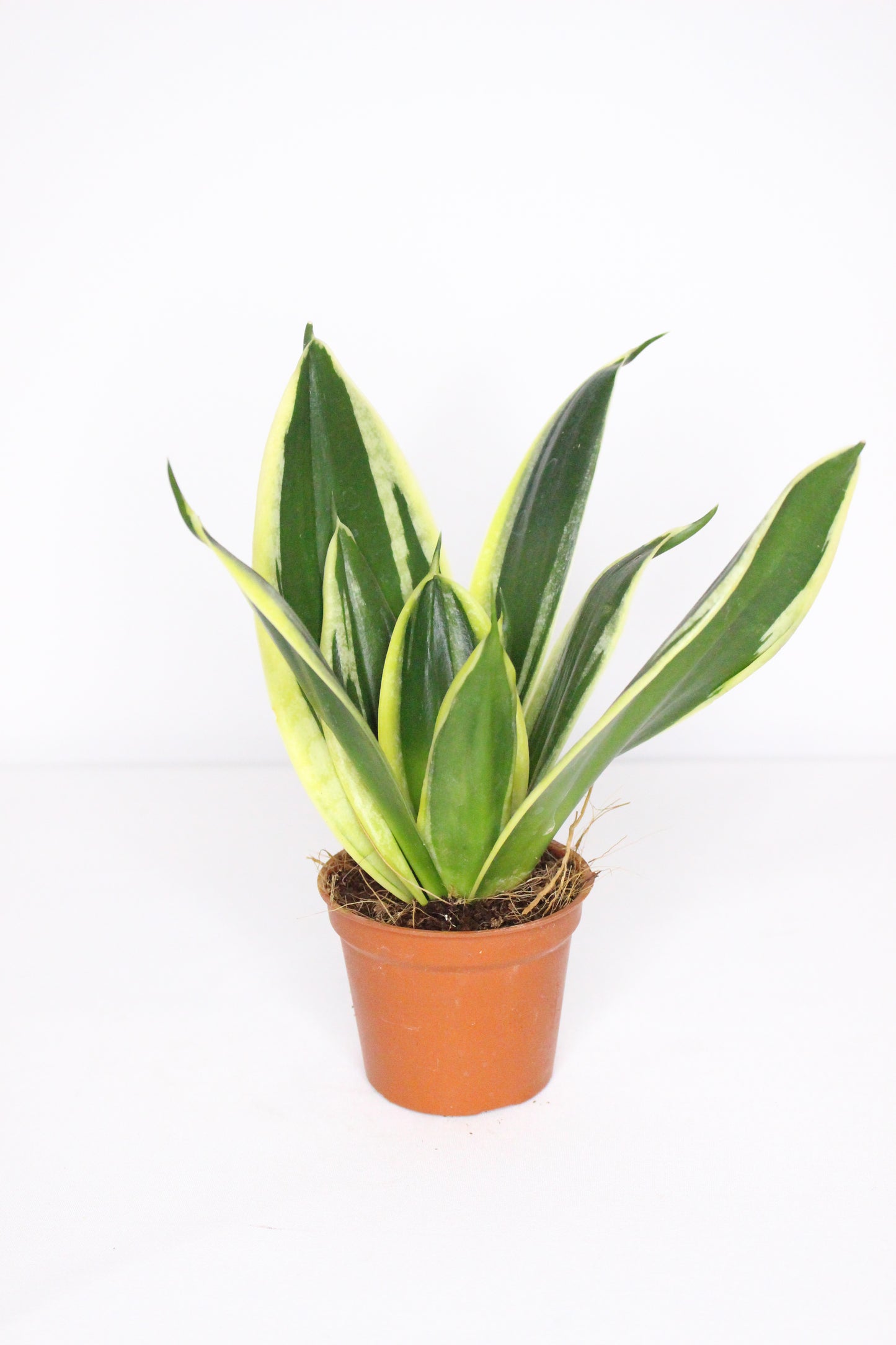 Sansevieria Trifasciata Mini Hahnii