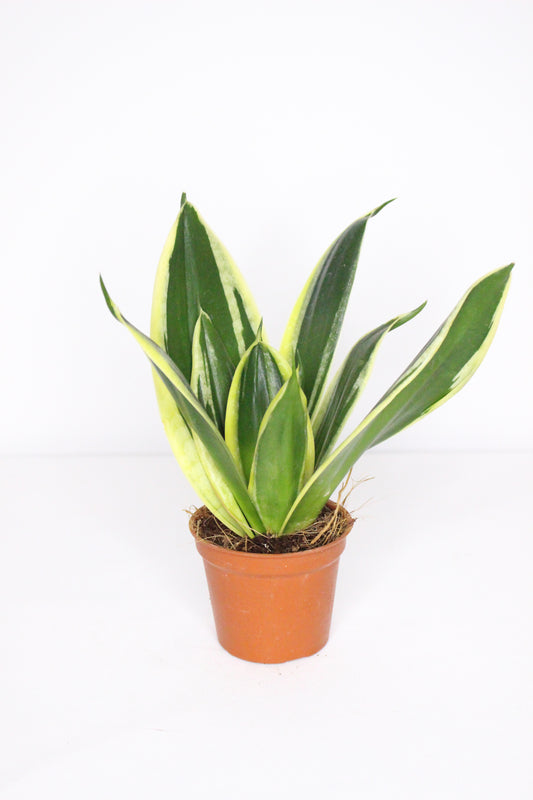 Sansevieria Trifasciata Mini Hahnii