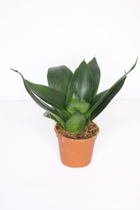Sansevieria Trifasciata Mini 'Black Diamond'