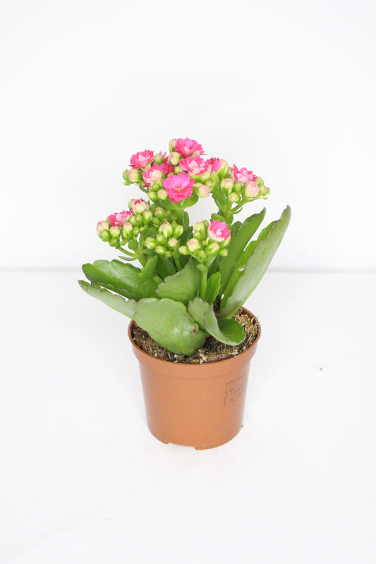 Kalanchoe Rosalina Fucsia 7cm