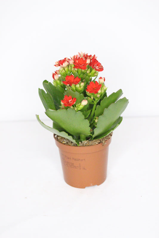 Kalanchoe Rosalina Rojo 7cm