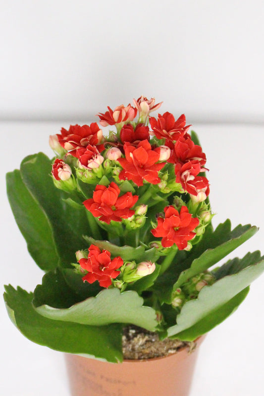 Kalanchoe Rosalina Rojo 7cm