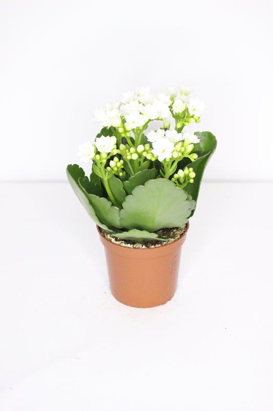 Kalanchoe Rosalina Blanco 7cm