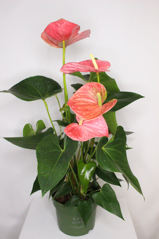 Anthurium Rosa