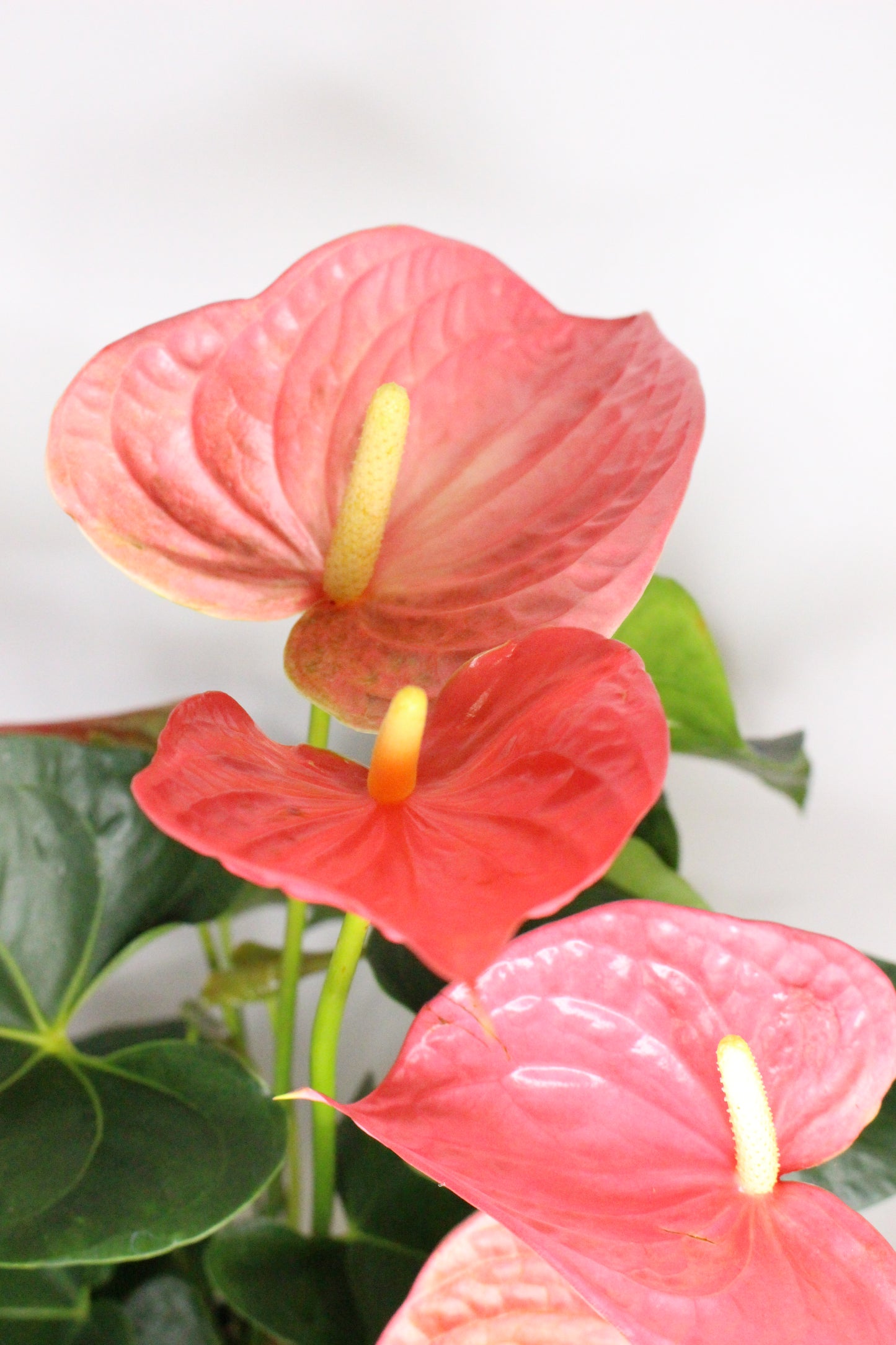 Anthurium Rosa